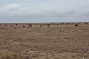 Верблюды-в-Казахстане
