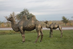 Верблюды-Казахстан