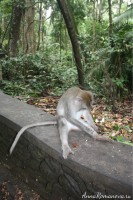 макака в лесу обезьян на бали