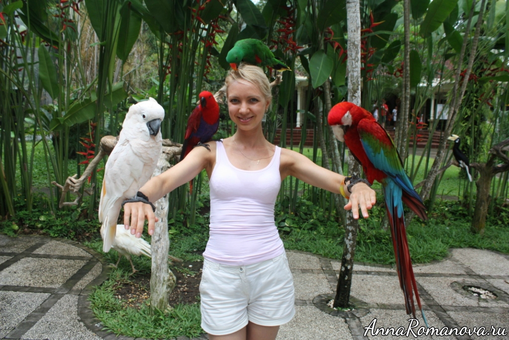 попугаи и Анна Романова