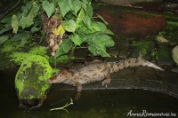 крокодилы в парке рептилий на бали