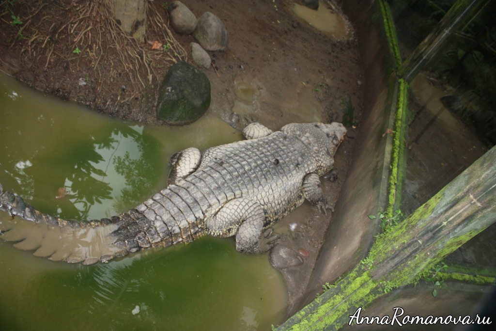 крокодил в парке рептилий