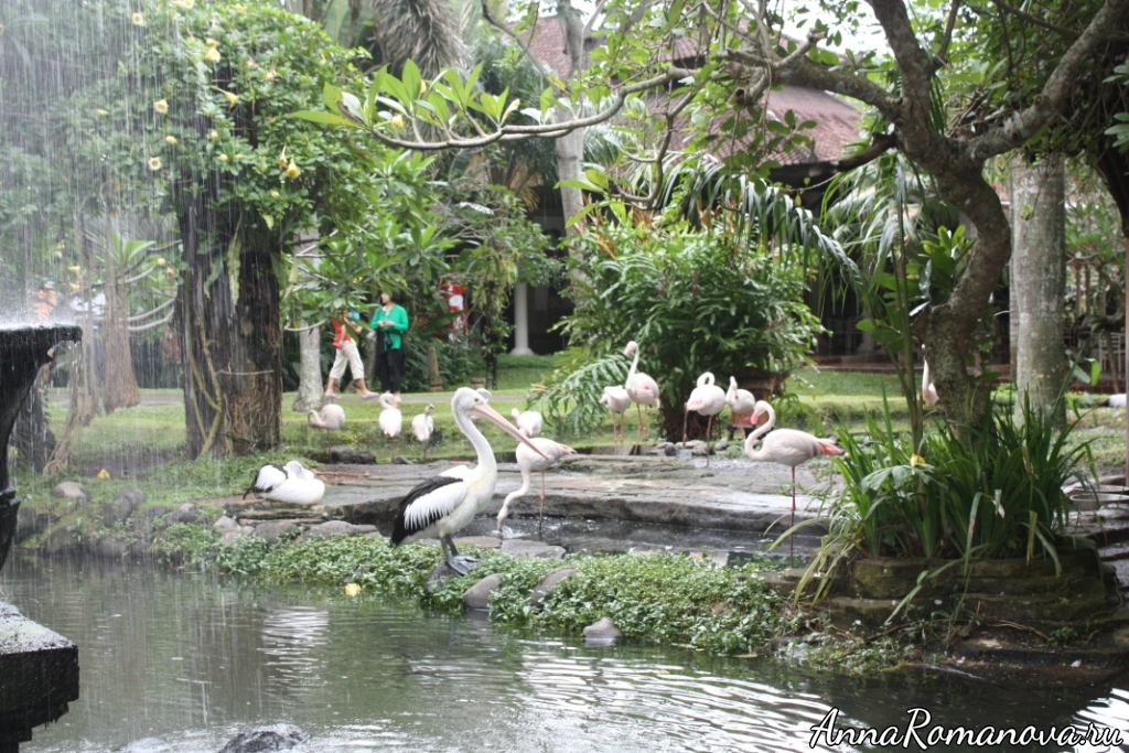 парк птиц на бали