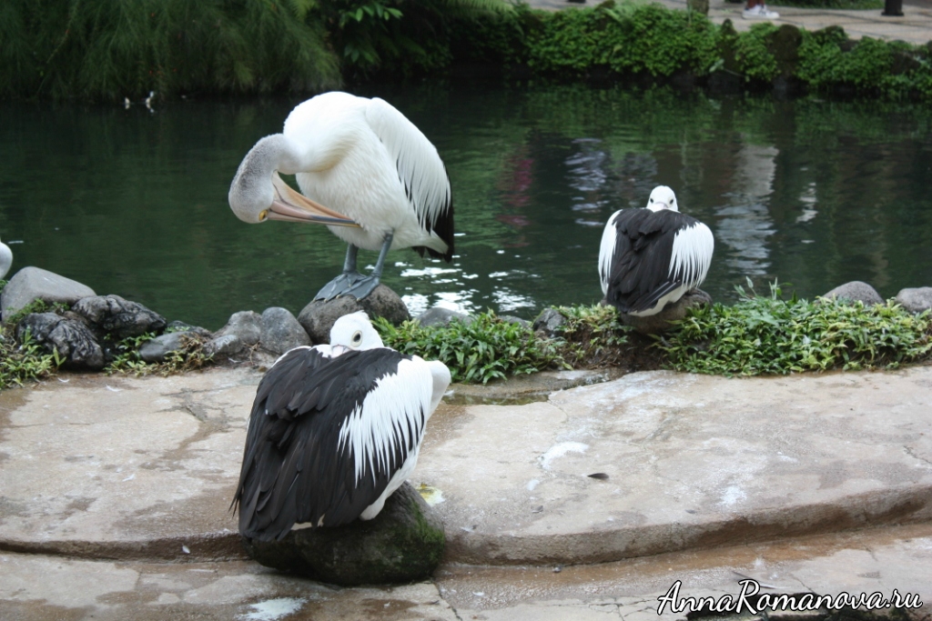 пеликаны на бали