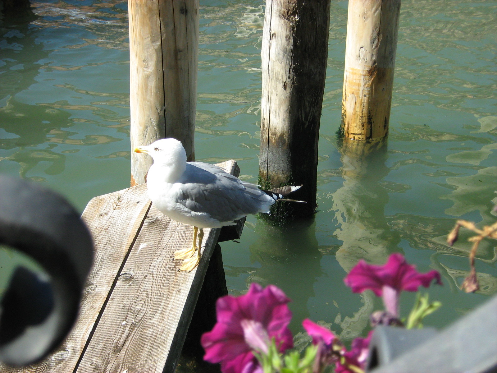 чайка в Венеции