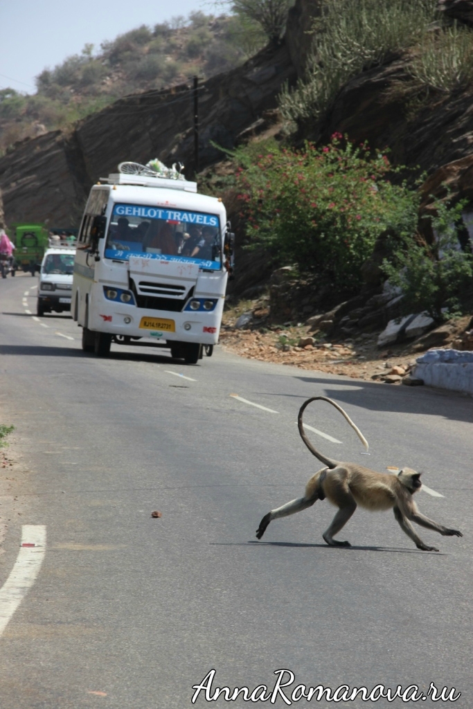 обезьяны в Индии