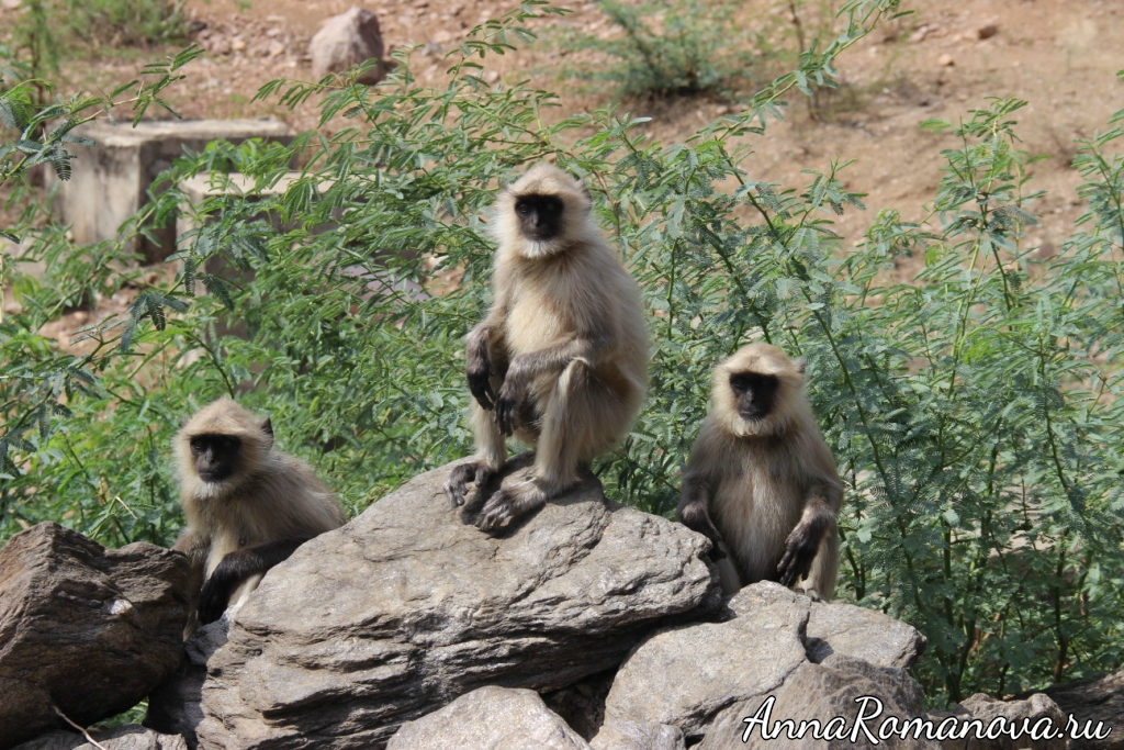 обезьяны в Индии