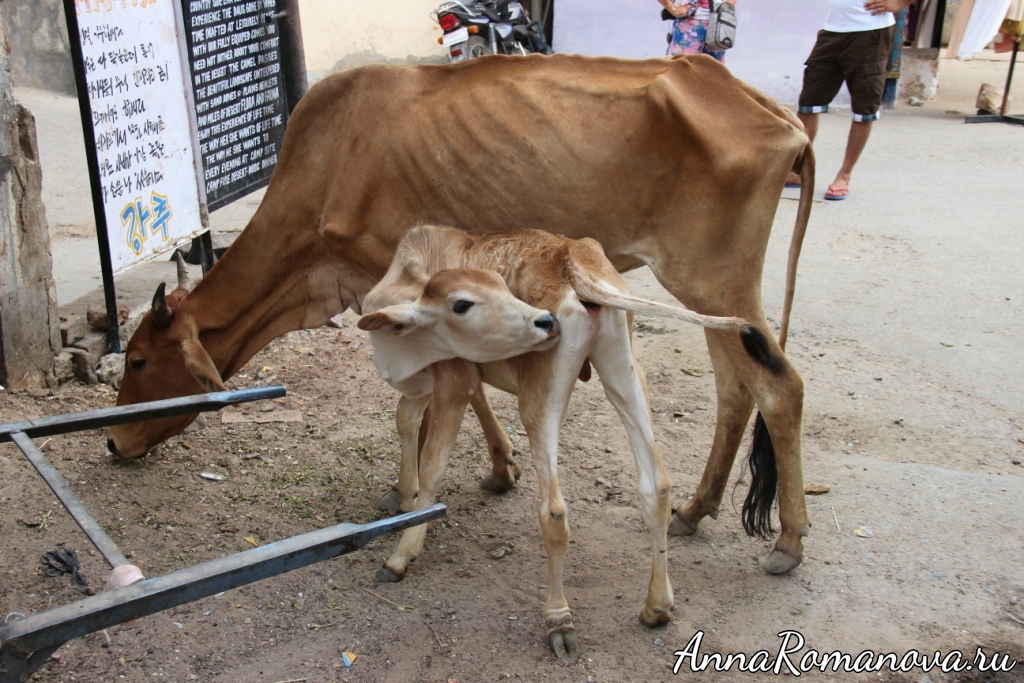 коровы в Индии