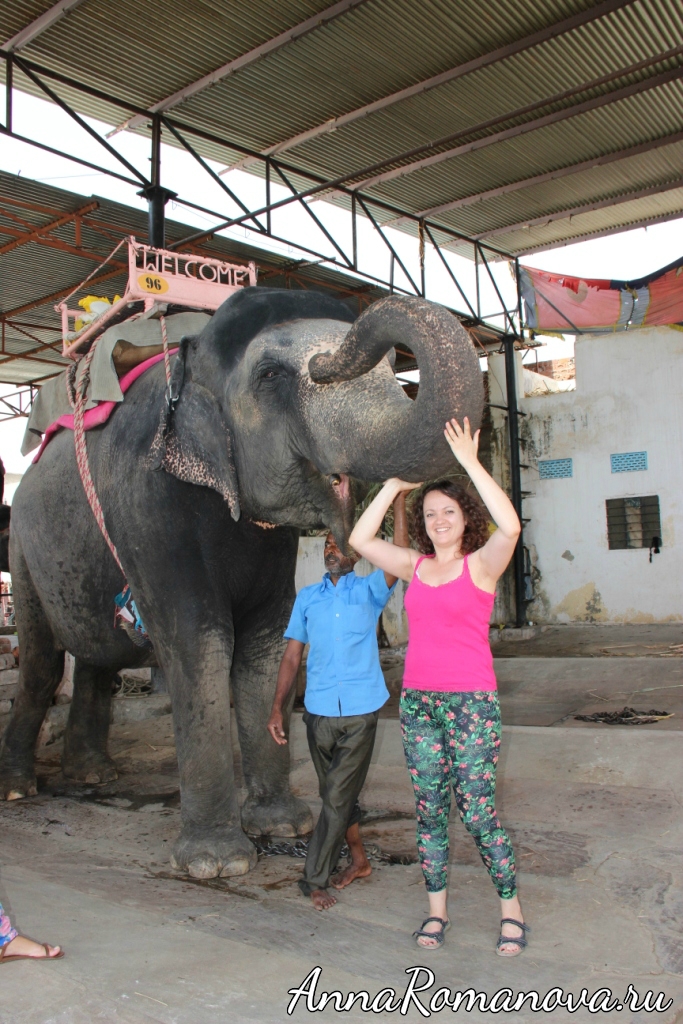 слоны в индии
